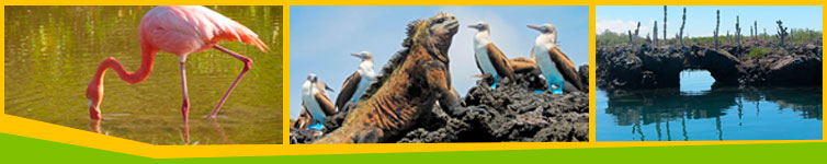 4-islands-santa-cruz-floreana-pinzon-isabela-price-last-minute-galapagos