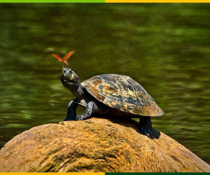 yasuni-national-park-amazon-jungle-ecuador